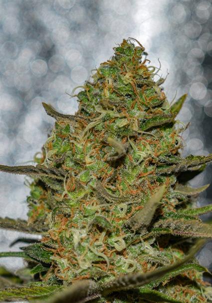 Forbidden Fruit x Spriter...