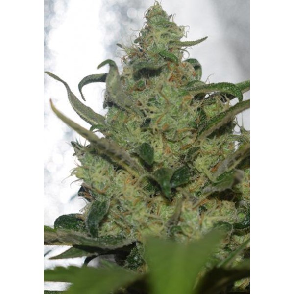 Garlotty 3+1 u. fem. Vision Seeds