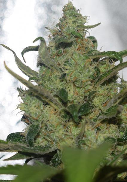 Garlotty 3+1 u. fem. Vision...