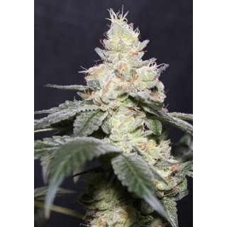 Gary Payton 3+1 u. fem. Vision Seeds