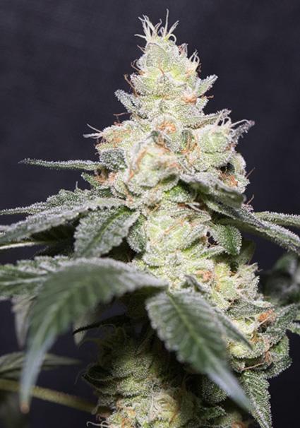 Gary Payton 3+1 u. fem....