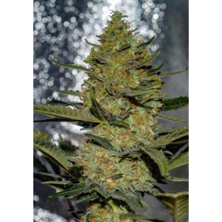 Gus Mints 3+1 u. fem. Vision Seeds