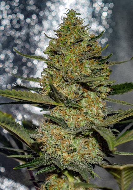 Gus Mints 3+1 u. fem....