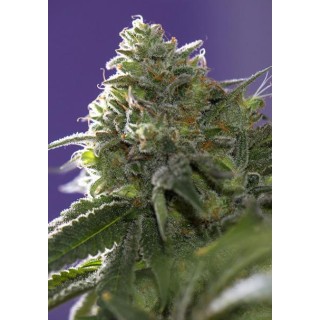Lemon Cherry Gelato x Ice Cream 3+1 u. fem. Vision Seeds