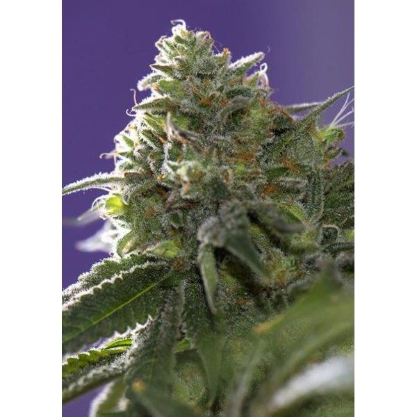 Lemon Cherry Gelato x Ice Cream 3+1 u. fem. Vision Seeds