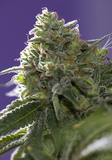 Lemon Cherry Gelato x Ice...