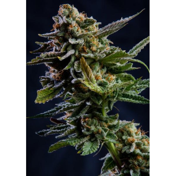 Log Cabin 3+1 u. fem. Vision Seeds