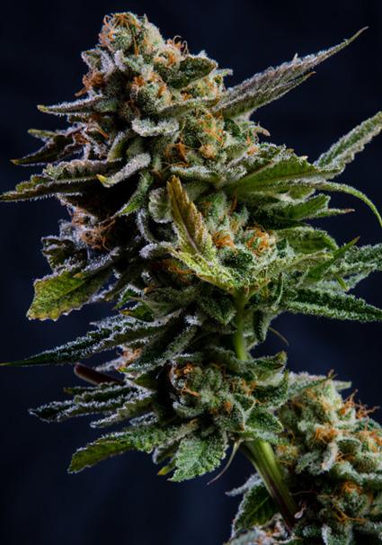 Log Cabin 3+1 u. fem....