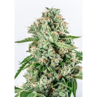 Melon Gum 3+1 u. fem. Vision Seeds
