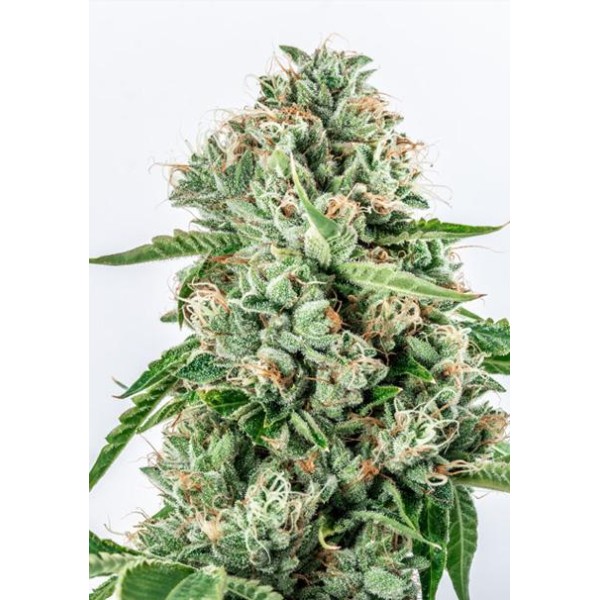 Melon Gum 3+1 u. fem. Vision Seeds