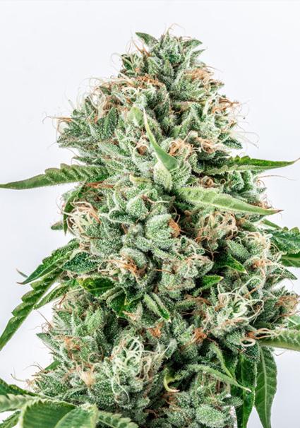 Melon Gum 3+1 u. fem....