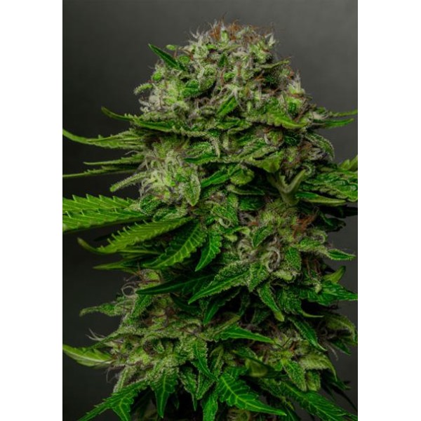 Oreoz x Spritzer 3+1 u. fem. Vision Seeds