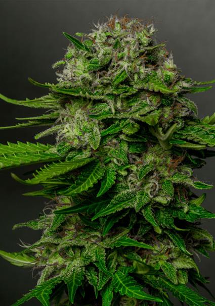 Oreoz x Spritzer 3+1 u....