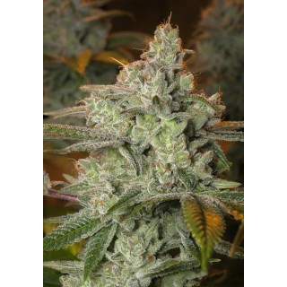 Pineapple Fruit x Alien Rock 3+1 u. fem. Vision Seeds