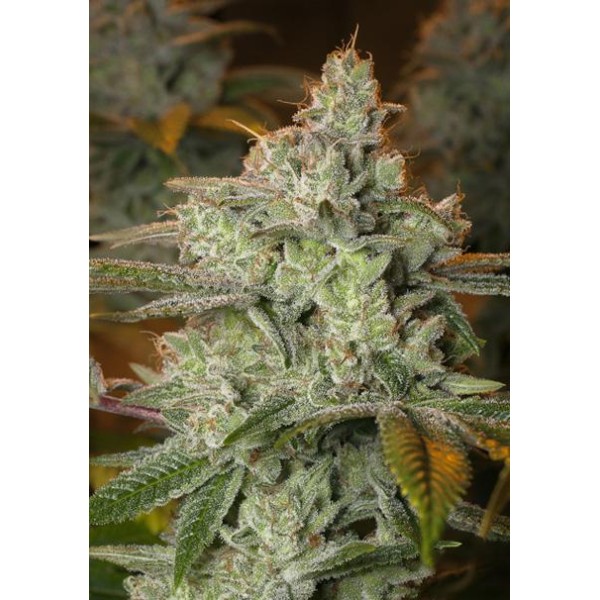 Pineapple Fruit x Alien Rock 3+1 u. fem. Vision Seeds