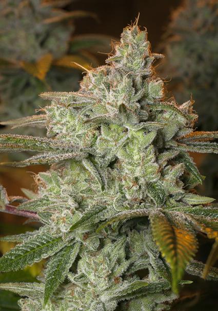 Pineapple Fruit x Alien...