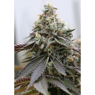 Rainbow Sherbert x Spritzer 3+1 u. fem. Vision Seeds