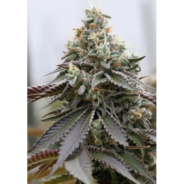 Rainbow Sherbert x Spritzer 3+1 u. fem. Vision Seeds