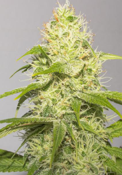 White Runtz 3+1 u. fem....