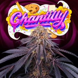 Chantilly Perfect Tree | A Resinous Delight for Top Notch Extractions