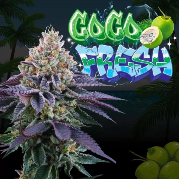 Coco Fresh da Perfect Tree | Híbrido Indulgente Runtz x Coco Milk