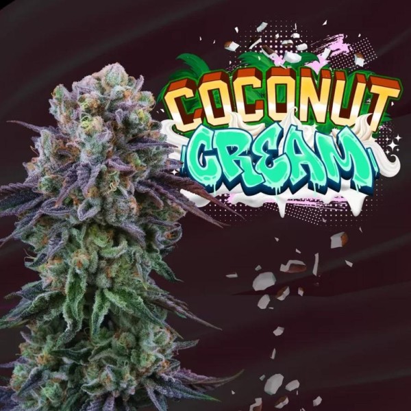 Coconut Cream Cannabis feminizada en venta | Perfect Tree Seeds