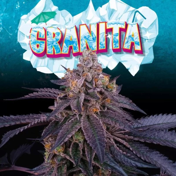 Granita de Perfect Tree | Cannabis calidad superior y rico en tricomas