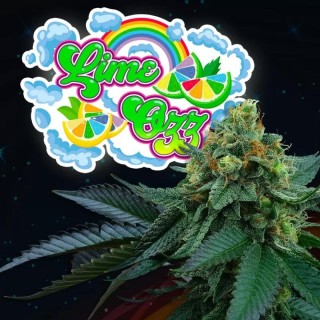 Discover Lime Ozz by Perfect Tree | Unparalleled Citrus Delight