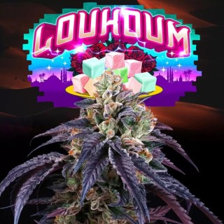 Loukoum de Perfect Tree | Un híbrido índica aromático único