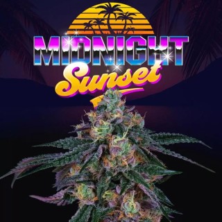 Midnight Sunset | A Potent Indica-Dominant Blend by Perfect Tree