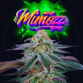 Mimozz Strain | Perfect Tree's Sweet Aroma Feminized Hybrid