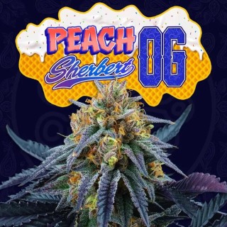 Experience Peach Sherbert OG | A Fruitful Blend by Perfect Tree