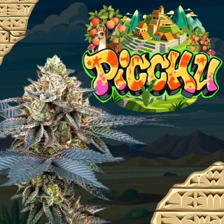 PICCHU