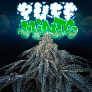 PUFF MINTS