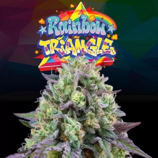 Rainbow Triangle Feminized Seeds by Perfect Tree Seeds