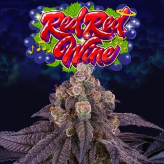 Red Red Wine Cannabis Strain | An Ode to Fine Wine in Cannabis
