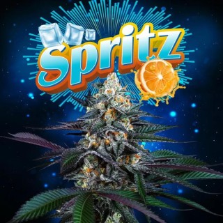 Spritz Cannabis Seeds | A Citrus Symphony by Perfect Tree Seeds