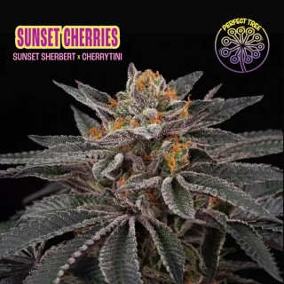 Sunset Cherries Feminized Perfect Tree Seeds | Sweet & Creamy Hybrid