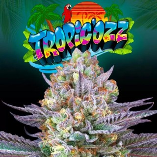 Tropic Ozz Seeds by Perfect Tree | Experiencia Natural