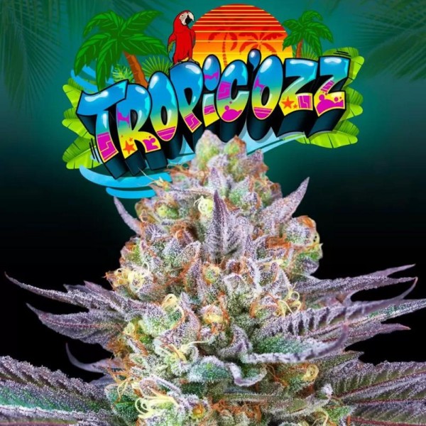 Semillas Tropic Ozz por Perfect Tree Feminizadas