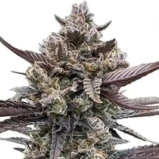 Banana Purple Punch Auto RF3