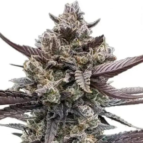 Banana Purple Punch Auto RF3