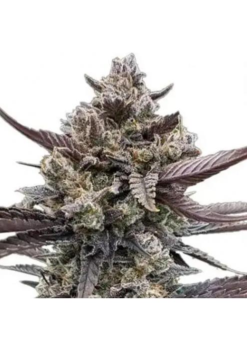 Banana Purple Punch Auto RF3