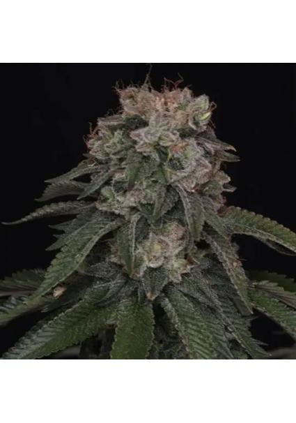 GG4 (Gorilla Glue N4)