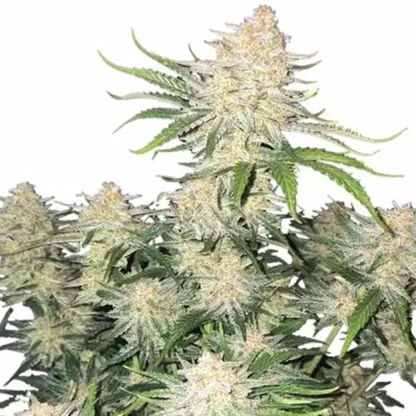 Frostbanger Auto da Fast Buds | Tricomas cheios de múltiplas colas