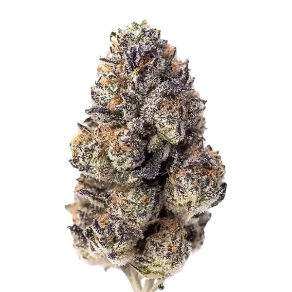 Papaya Sherbet Feminizada | Híbrida Potente e Saborosa da Fast Buds