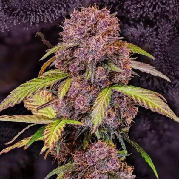 Lemon Cherry Cookies Auto | A suprema das variedades roxas