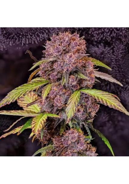 LEMON CHERRY COOKIES AUTO