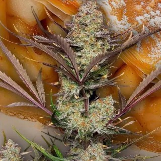 Sementes de Apple Strudel Auto da Fast Buds na Experiencia Natural