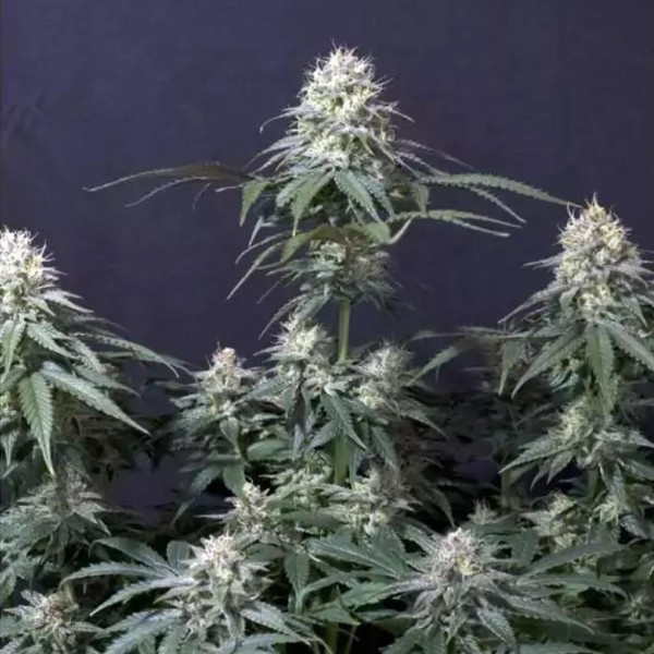Get Your Hands On The Most Delicious and Potent Tropicana Cookies FF